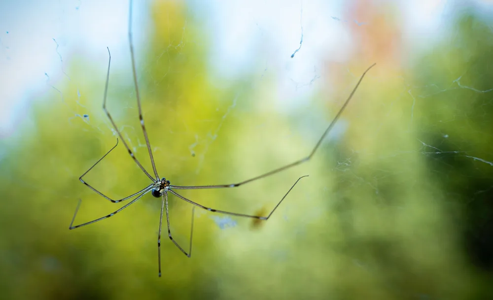how to get rid of daddy long legs