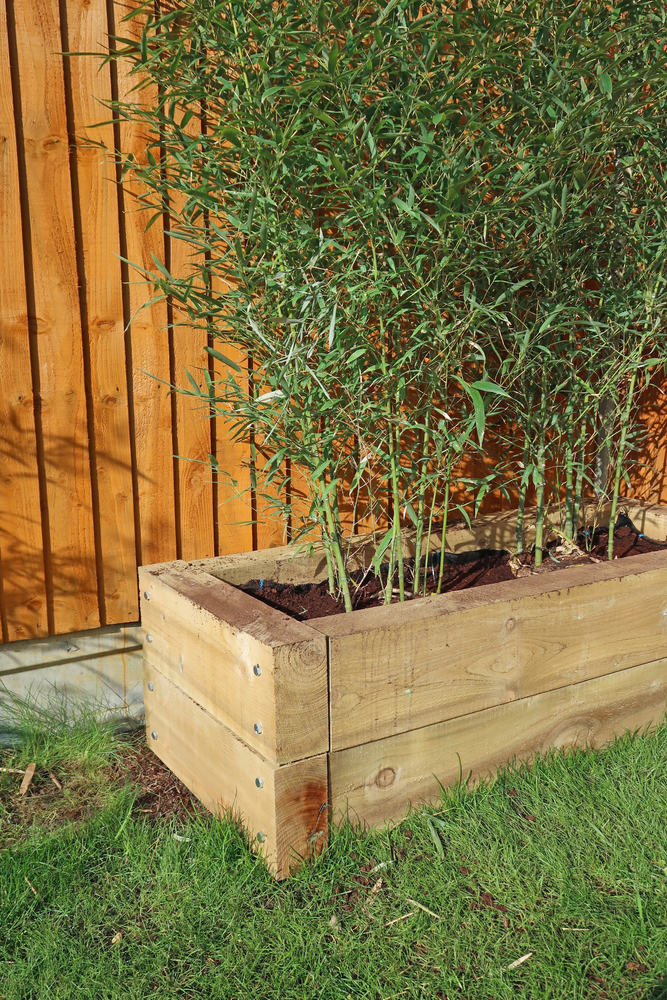 best privacy plants for garden