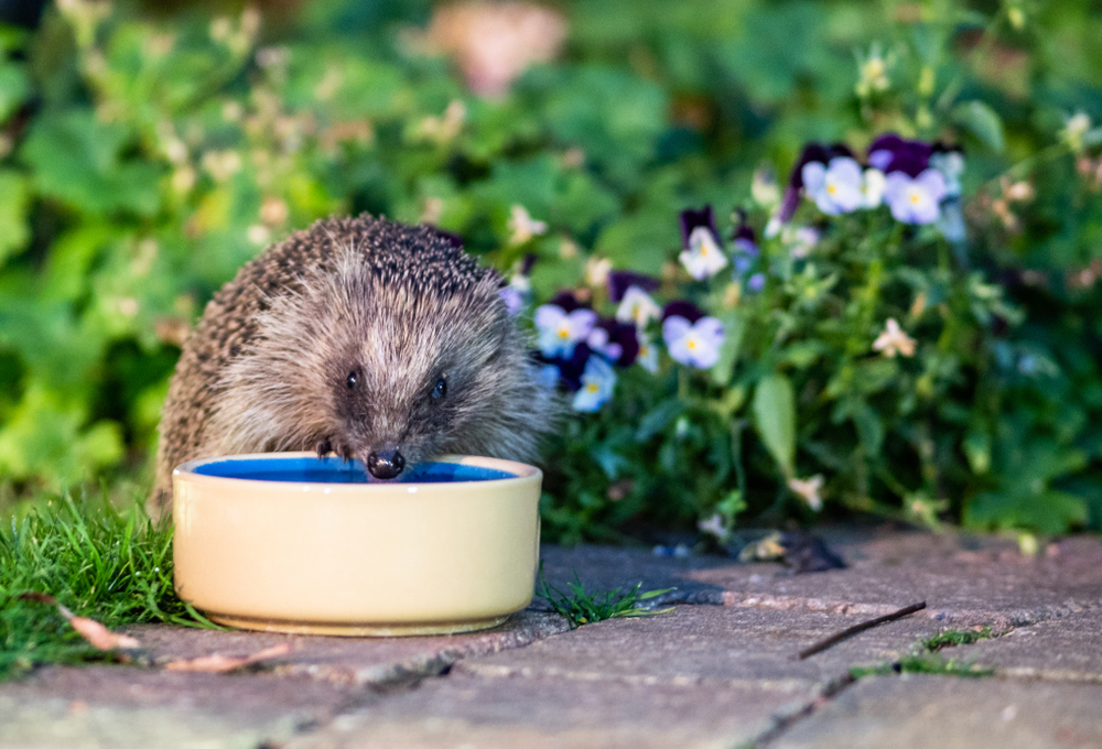 help hedgehogs this autumn