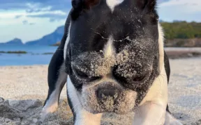 good dog breeds for travel