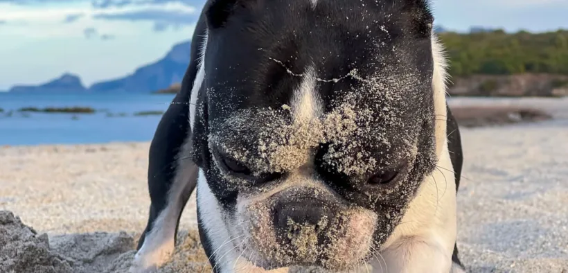 good dog breeds for travel