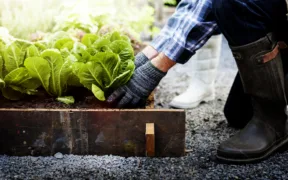 money saving gardening tips