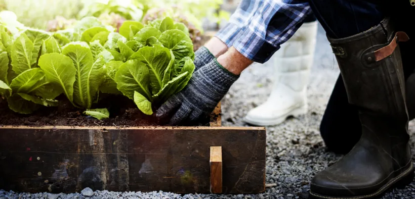 money saving gardening tips