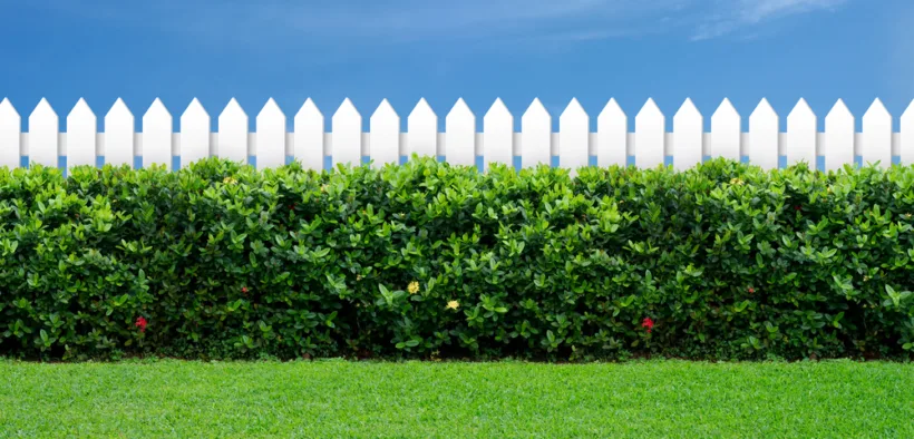 Five fence colours to make gardens look bigger