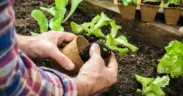 gardening jobs to do in an hour