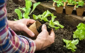 gardening jobs to do in an hour