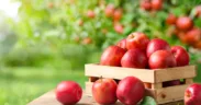 fallen fruit in your garden