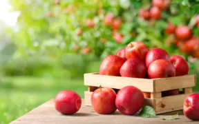 fallen fruit in your garden