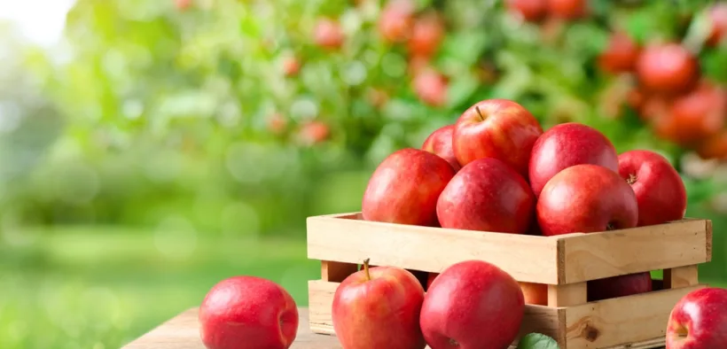 fallen fruit in your garden