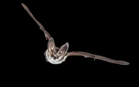 get rid of bats in roof