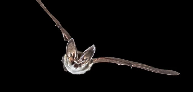 get rid of bats in roof