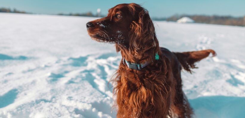most expensive dog breeds to insure