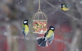 what to feed birds in winter