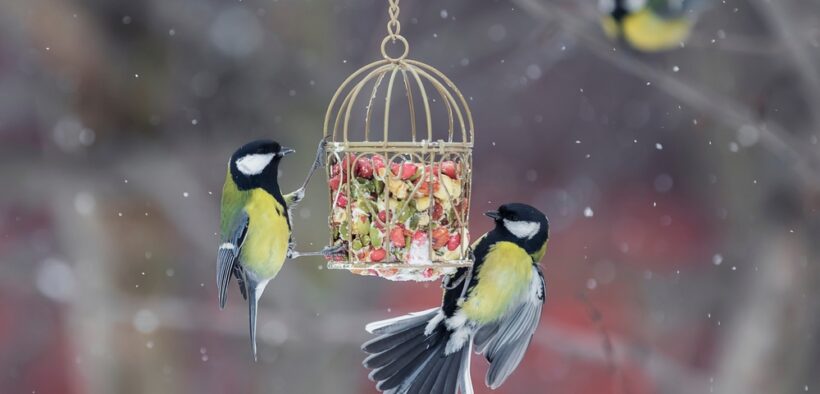 what to feed birds in winter