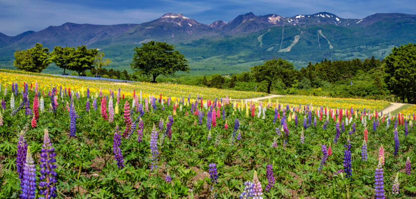nasu highlands