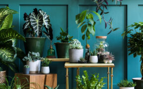 Tips for Houseplants
