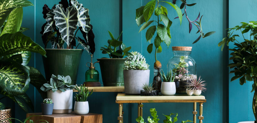 Tips for Houseplants