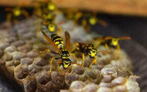 wasp nest in shed