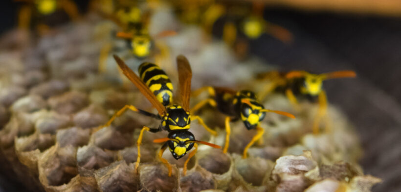 wasp nest in shed