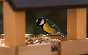 foods to protect birds from heat