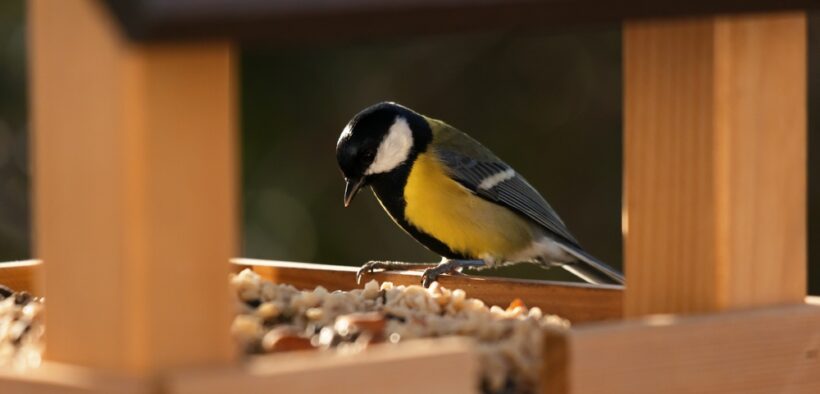 foods to protect birds from heat
