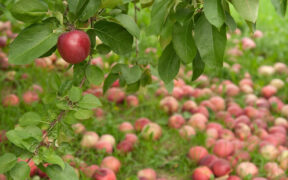 fallen fruit in garden