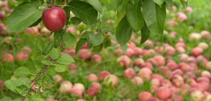 fallen fruit in garden
