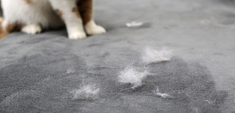 how to remove dog hair from carpet
